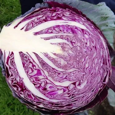 violet-cabbage-seeds-home-gardening-blueberry-india