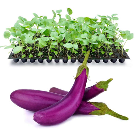 Violet Long Brinjal Seeds 80pcs - Country Variety Eggplant- Blueberry Botanicals