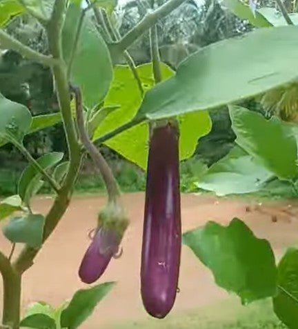 Violet Long Brinjal Seeds 80pcs - Country Variety Eggplant 