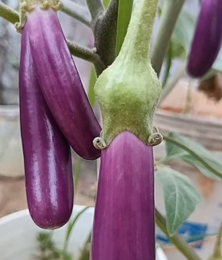 Violet Long Brinjal Seeds - Country Variety Eggplant- Blueberry Botanicals