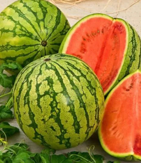 Watermelon Seeds - Green Country Variety 12 Seeds | Blueberry Botanicals