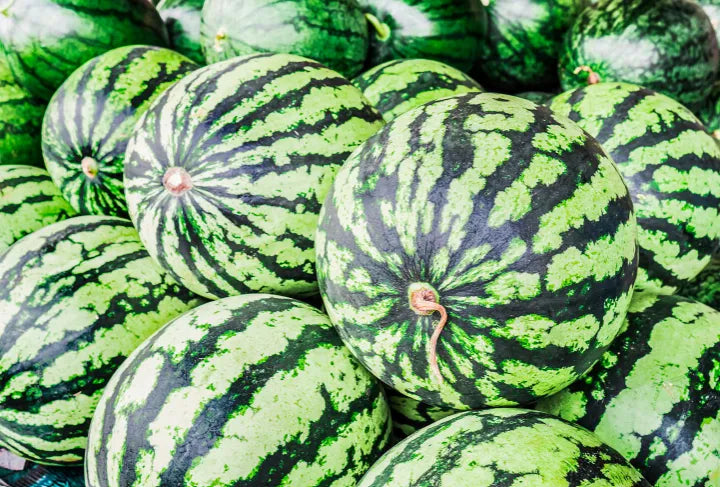 Watermelon Seeds - Green Country Variety 12 Seeds | Blueberry Botanicals