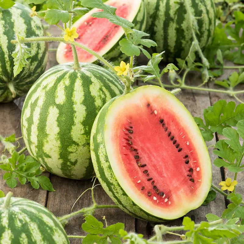 Watermelon Seeds - Green Country Variety 12 Seeds | Blueberry Botanicals