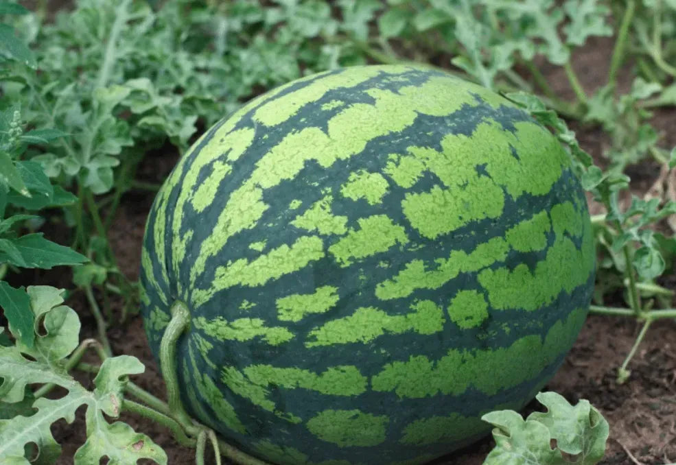Watermelon Seeds - Green Country Variety 12 Seeds | Blueberry Botanicals