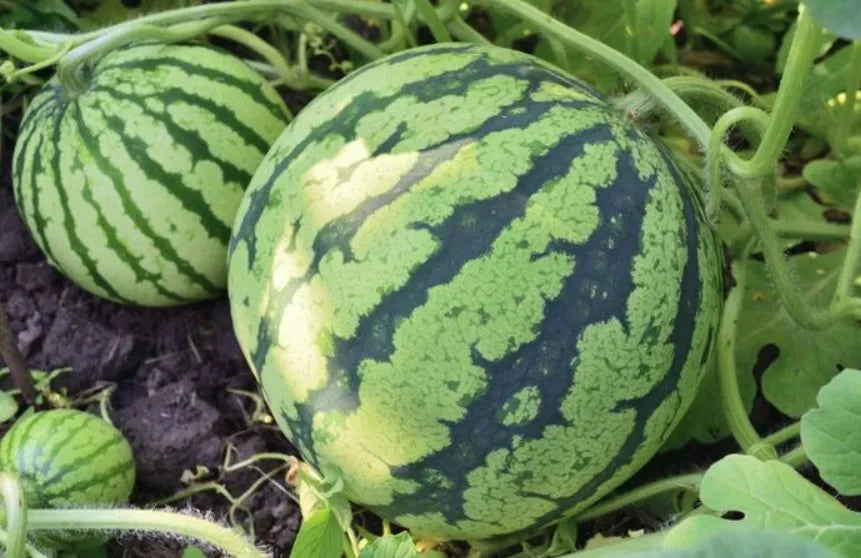 Watermelon Seeds - Green Country Variety 12 Seeds | Blueberry Botanicals