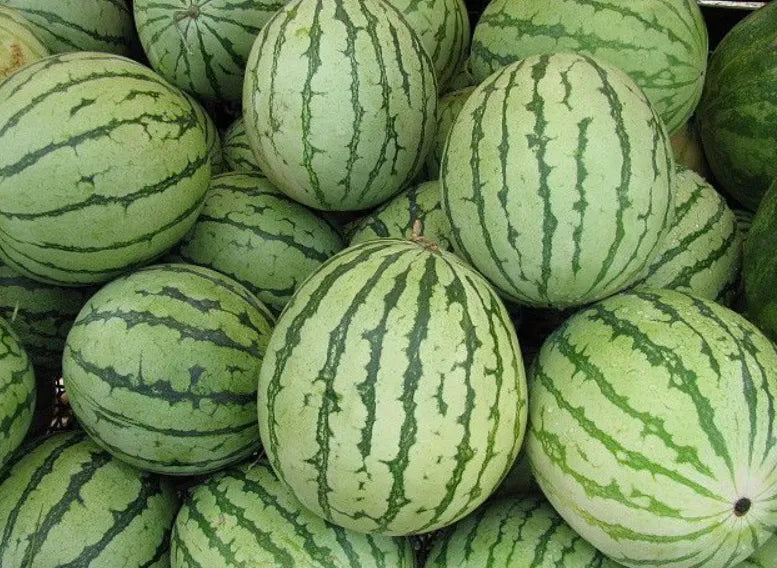 Watermelon Seeds - Green Country Variety 12 Seeds | Blueberry Botanicals