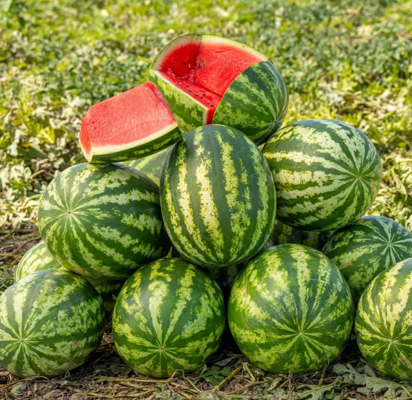 Watermelon Seeds - Green Country Variety 12 Seeds | Blueberry Botanicals
