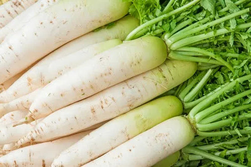 White Country Radish Seeds 100pcs - Fast Growing Cool Season-Blueberry Botanicals