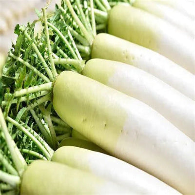 White Country Radish Seeds 100pcs - Fast Growing Cool Season-Blueberry Botanicals