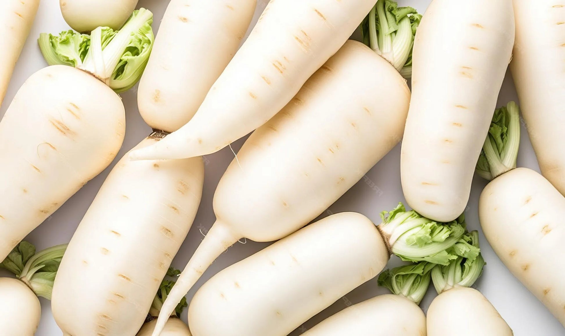 White Country Radish Seeds 100pcs - Fast Growing Cool Season-Blueberry Botanicals