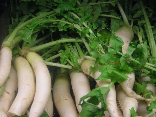 White Country Radish Seeds 100pcs - Fast Growing Cool Season-Blueberry Botanicals