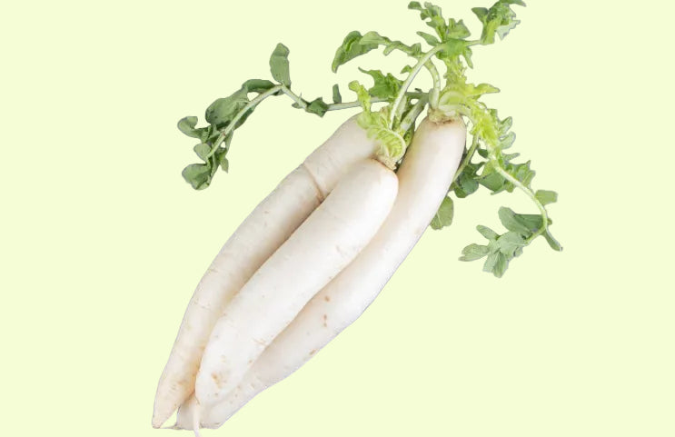 White Country Radish Seeds 100pcs - Fast Growing Cool Season-Blueberry Botanicals