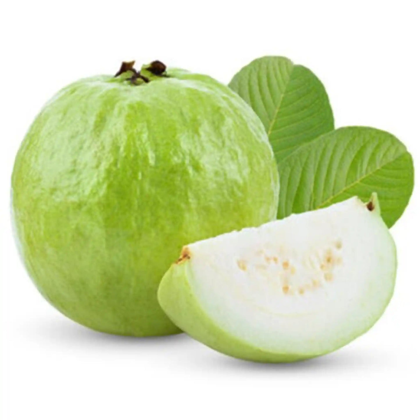 White Guava Plants 30cm | Hardy Zone | Blueberry Botanicals
