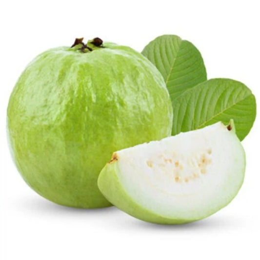 White Guava Plants 30cm | Hardy Zone | Blueberry Botanicals
