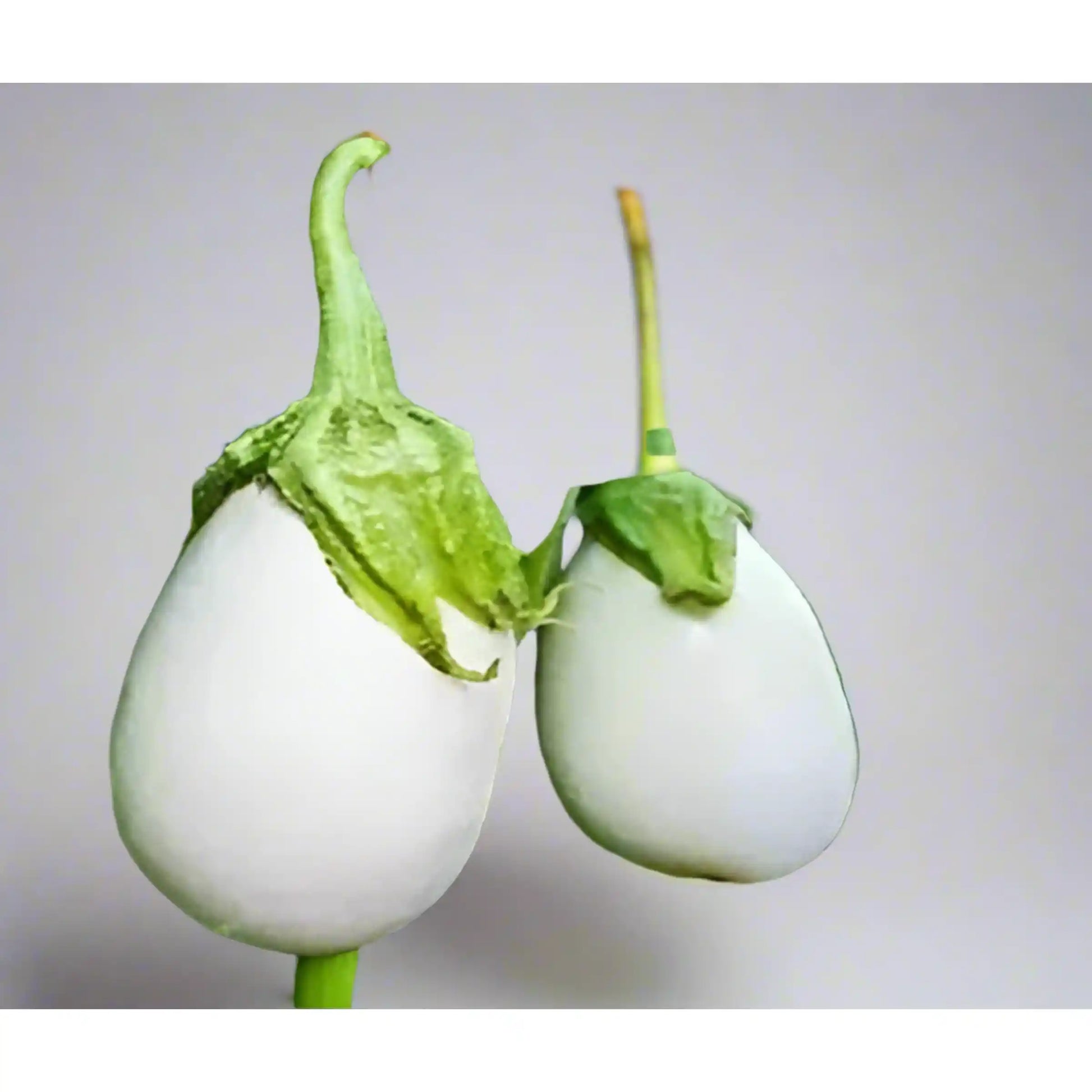 White Hybrid Brinjal Seeds 25pcs - Superior Yield Eggplant- Blueberry Botanicals