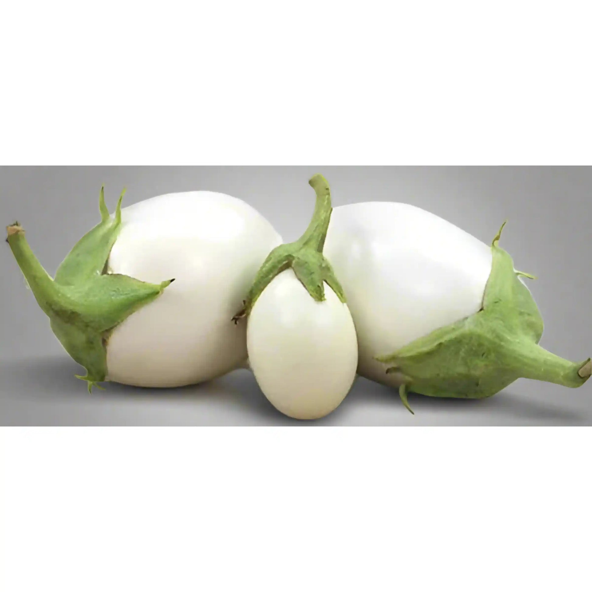 White Hybrid Brinjal Seeds 25pcs - Superior Yield Eggplant- Blueberry Botanicals