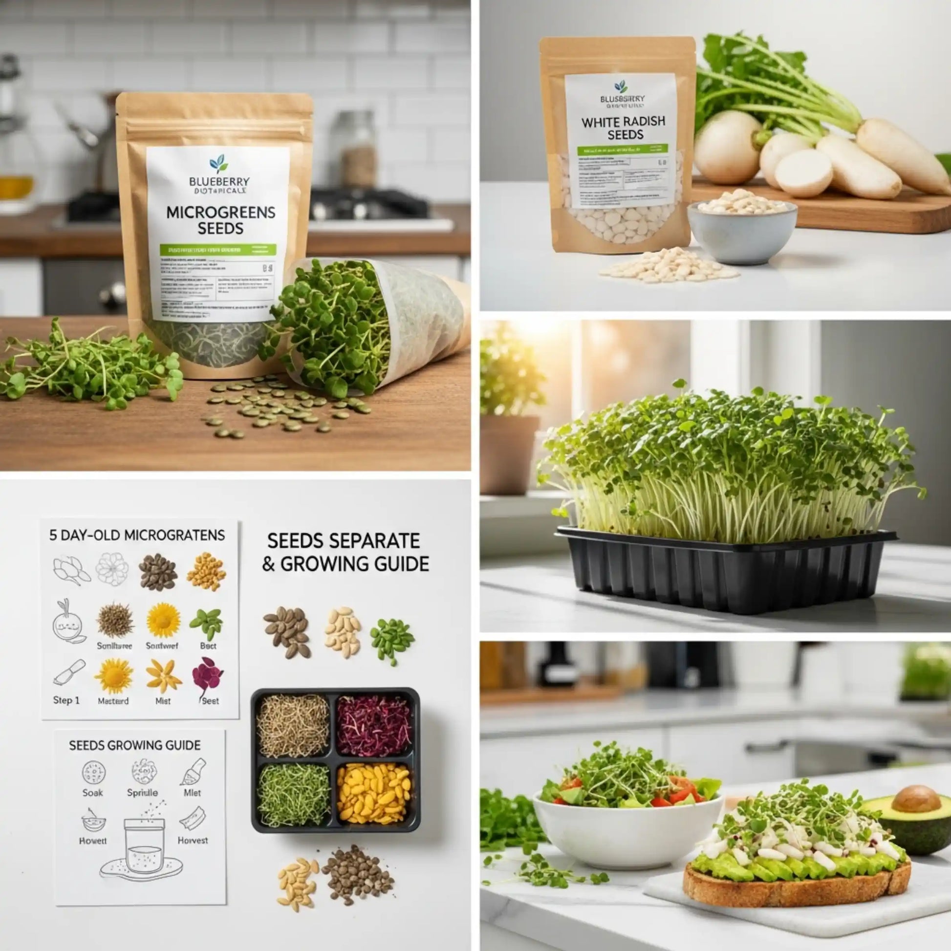 White Radish Microgreens Seeds 100g – Crisp Peppery Greens – Premium Quality