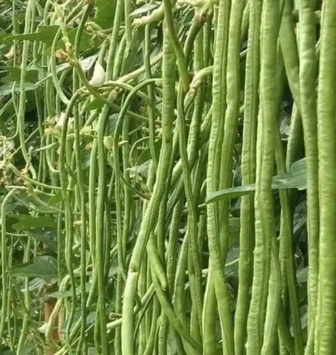 Yard Long Beans Seeds 40pcs - Hybrid Climbing Extra Long- Blueberry Botanicals