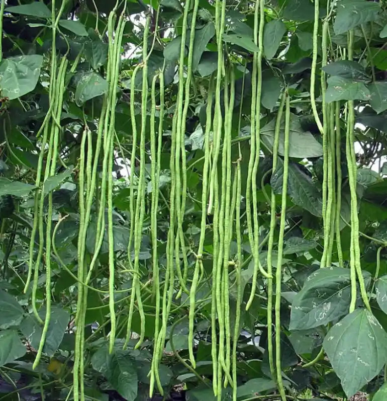 Yard Long Beans Seeds 40pcs - Hybrid Climbing Extra Long- Blueberry Botanicals