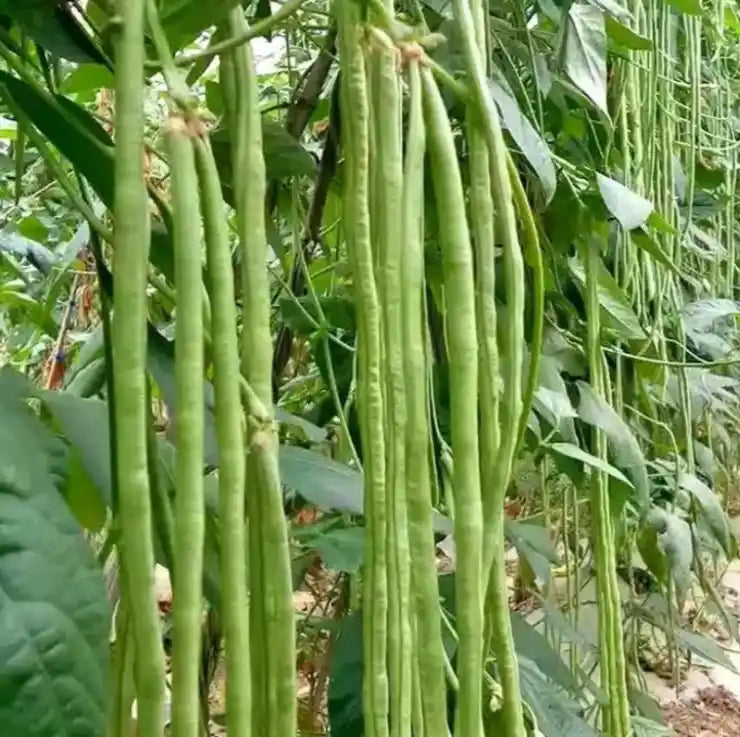Yard Long Beans Seeds 40pcs - Hybrid Climbing Extra Long- Blueberry Botanicals