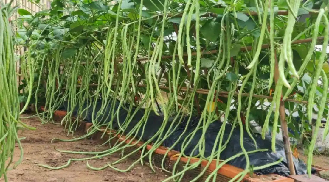 Yard Long Beans Seeds 40pcs - Hybrid Climbing Extra Long- Blueberry Botanicals