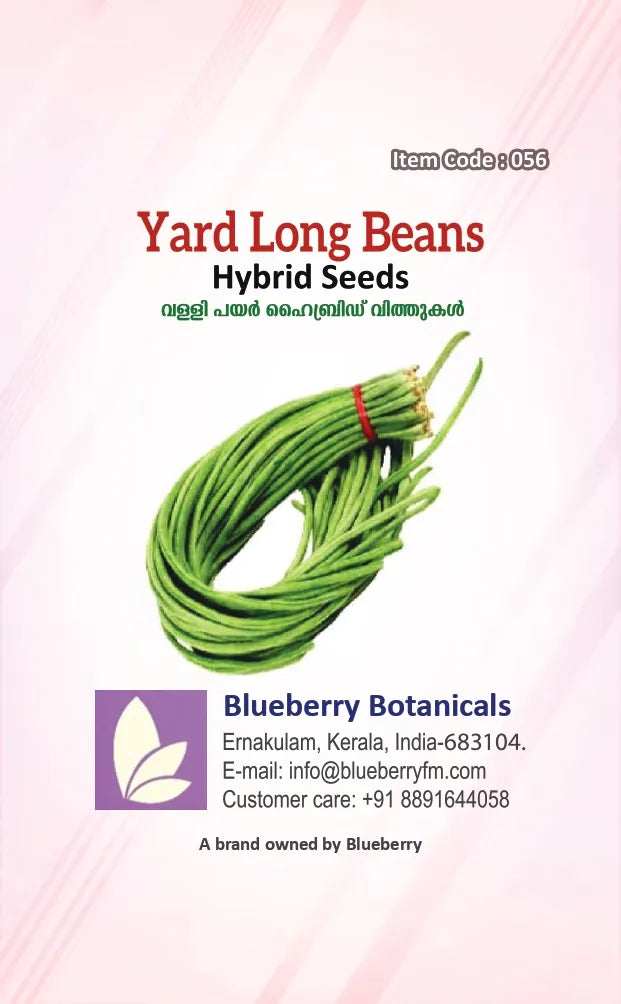 Yard Long Beans Seeds 40pcs - Hybrid Climbing Extra Long- Blueberry Botanicals