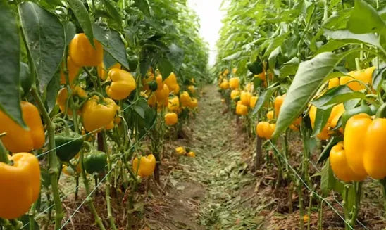 Yellow Capsicum Seeds Country Variety 20 Pack - Premium Quality-Bueberry Botanicals