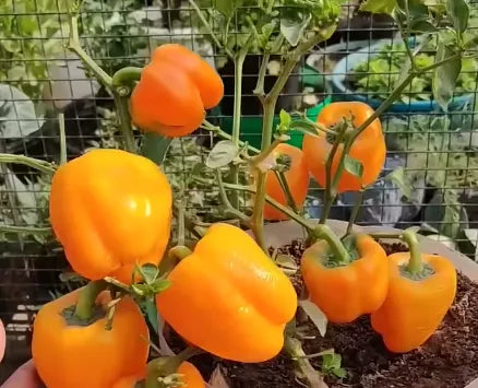 Yellow Capsicum Seeds Country Variety 20 Pack - Premium Quality-Bueberry Botanicals