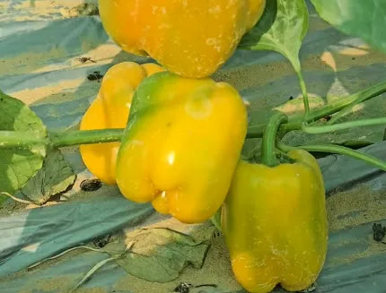 Yellow Capsicum Seeds Country Variety 20 Pack - Premium Quality-Bueberry Botanicals
