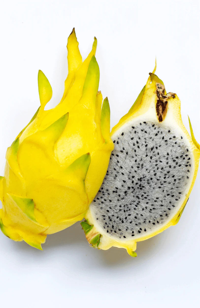 Yellow Dragon Fruit Plants 30cm-Blueberry Botanicals