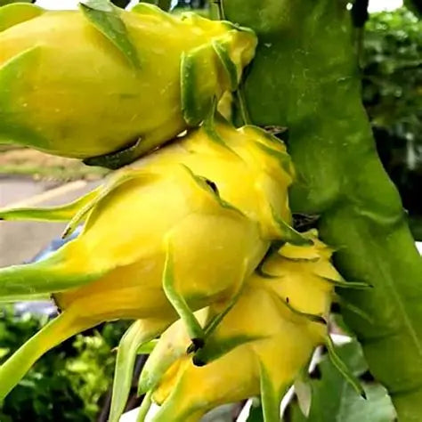 Yellow Dragon Fruit Plants 30cm-Blueberry Botanicals