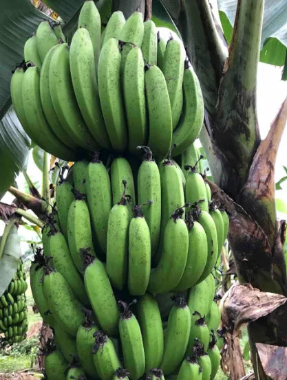 Yellow G9 Banana 30cm | Grand Naine | Blueberry Botanicals