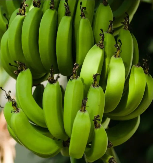 Yellow G9 Banana 30cm | Grand Naine | Blueberry Botanicals