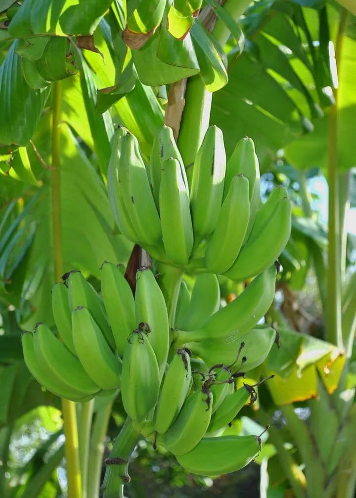 Yellow G9 Banana 30cm | Grand Naine | Blueberry Botanicals