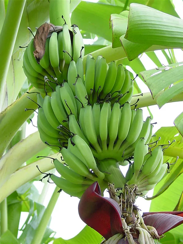 Yellow G9 Banana 30cm | Grand Naine | Blueberry Botanicals