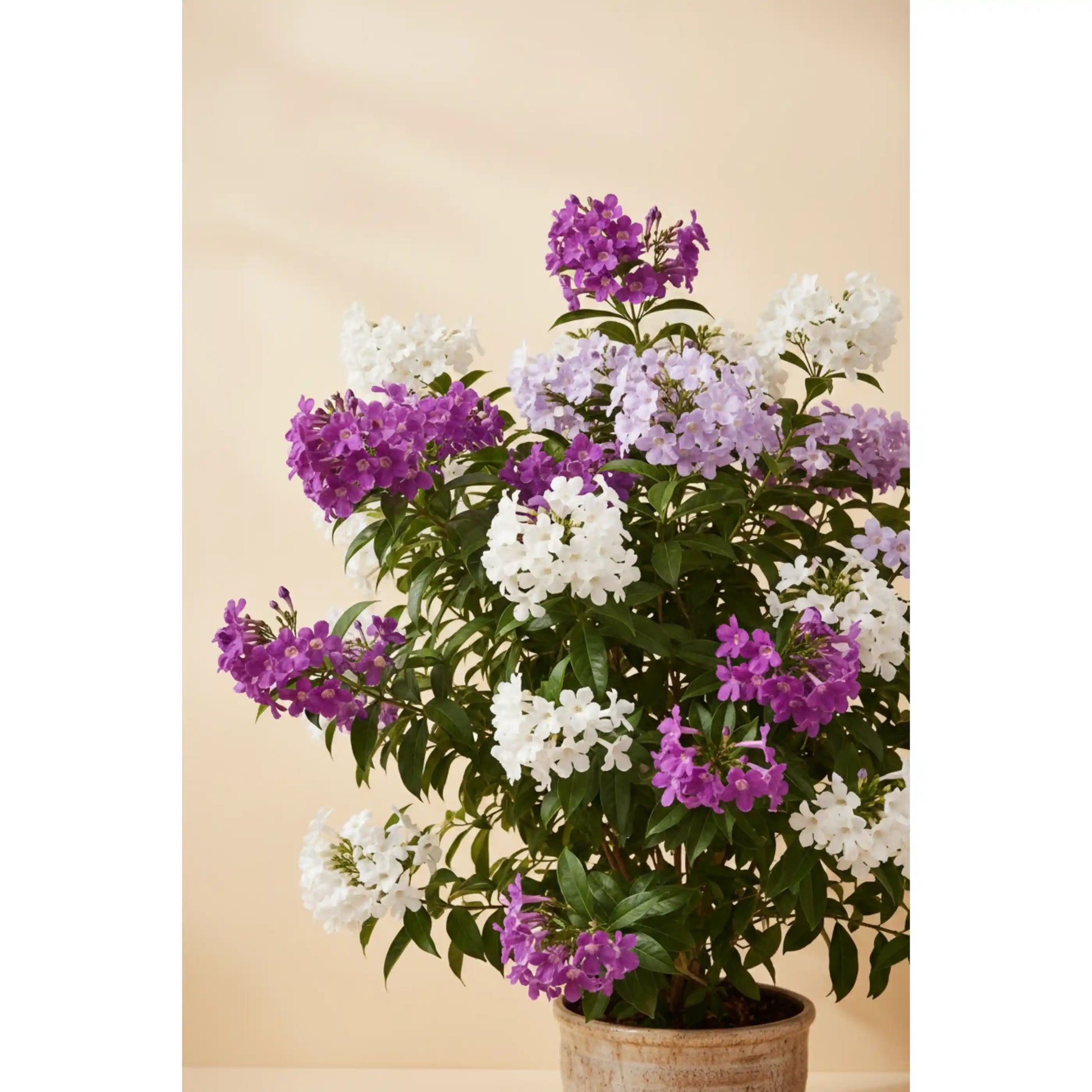 yesterday-today-tomorrow-plant-brunfelsia-ornamental-shrub