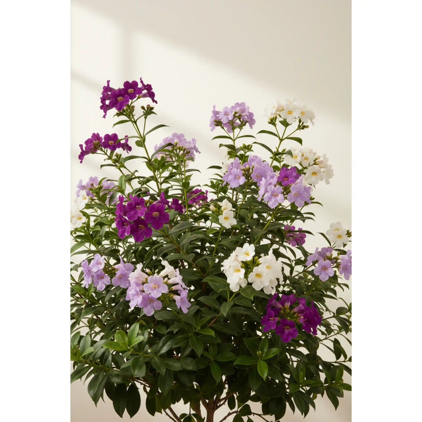yesterday-today-tomorrow-plant-brunfelsia-ornamental-shrub